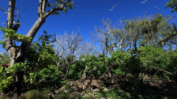 Остров Моту-Еитеи на о-вах Лайне Остров Моту-Еитеи на о-вах Лайне