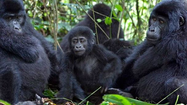 Национальный парк Вирунга в Кисангани