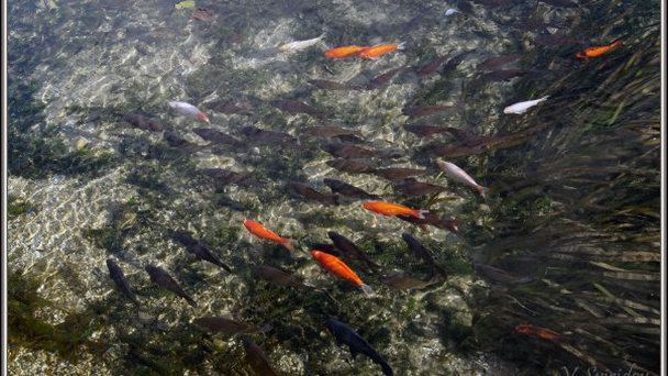 Озеро Малом в Тапольце