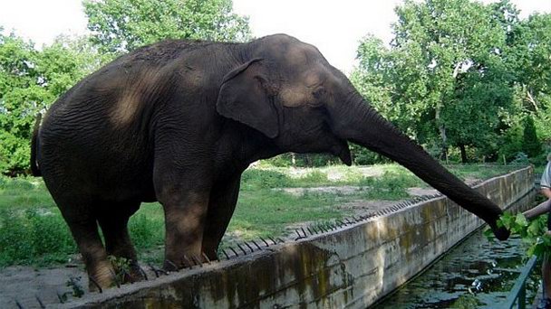 Зоопарк Палич в Суботице