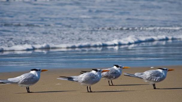 Национальный парк Банк-д`Арген в Нуакшоте
