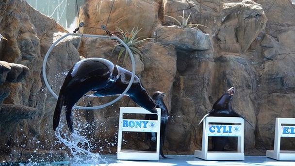 Аквариум Масатлана в Синалоа