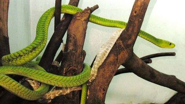 Змеиный парк в Найроби