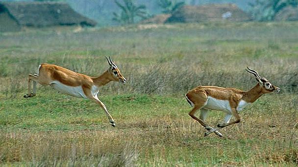 Национальный парк Бардия в Читване