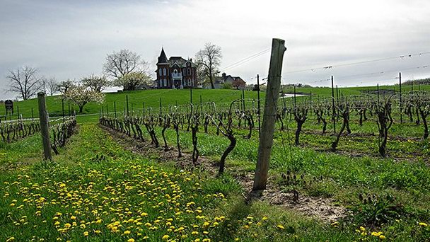 Винзавод Peninsula Ridge Estates в Онтарио