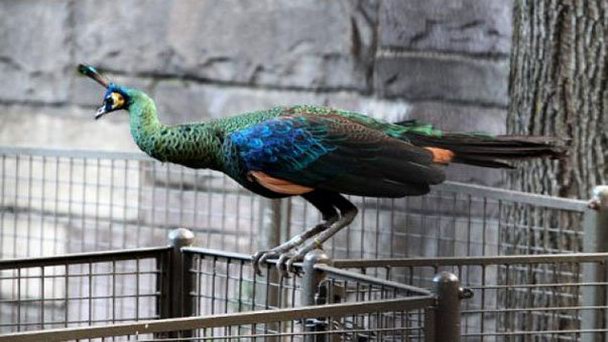 Зоопарк Spruce Haven в Онтарио