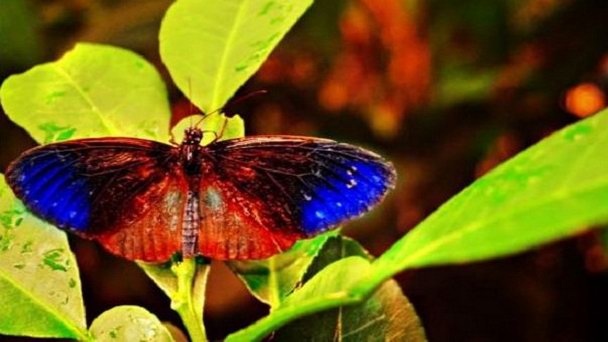 Ферма бабочек в Бохоле