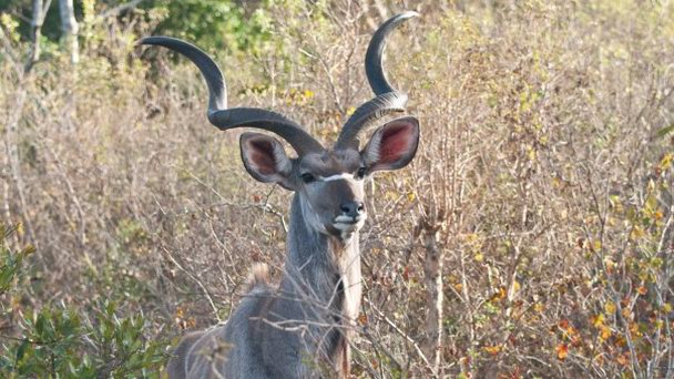 Национальный парк Крюгера в Парке Крюгера и Мпумаланга Национальный парк Крюгера в Парке Крюгера и Мпумаланга