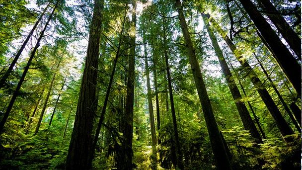 Кафедральная роща в Британской Колумбии