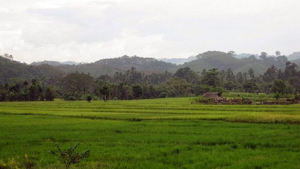 Национальный парк Удавалаве в Дамбулле