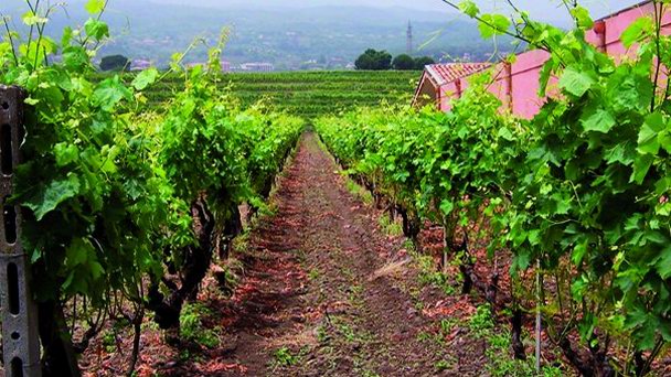 Виноградники Мурго в Сицилии Виноградники Мурго в Сицилии