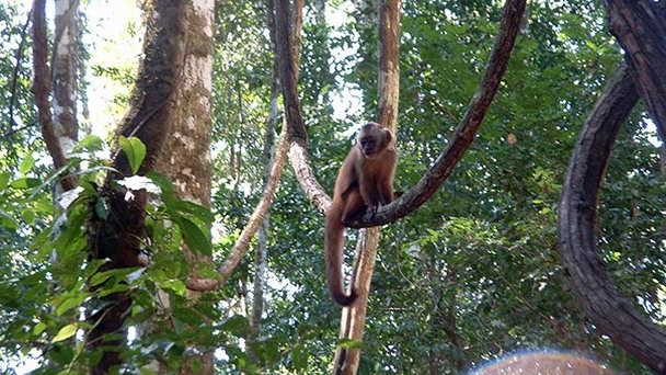 Природная зона «Золотой лев Тамарин» в Рио-де-Жанейро