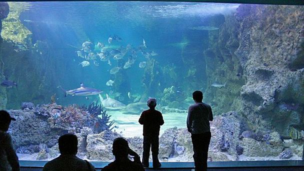 Сиднейский аквариум Сиднейский аквариум