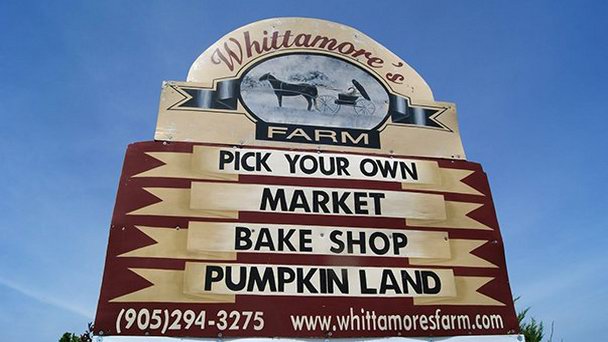 Ферма Виттаморов в Онтарио