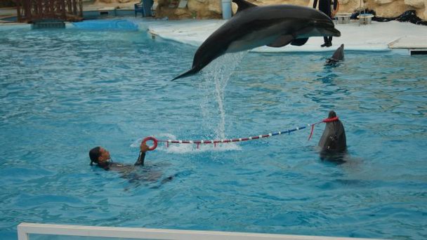 Дельфинарий Шарм-Эль-Шейх Дельфинарий Шарм-Эль-Шейх