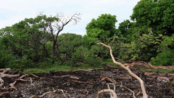 Остров Моту-Кимоа на о-вах Лайне Остров Моту-Кимоа на о-вах Лайне