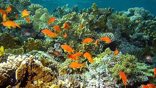 Риф Иоланда в Красном море в Шарм-Эль-Шейхе