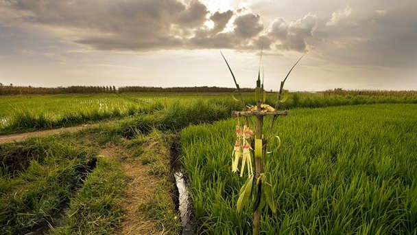 Рисовые террасы на Бали