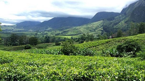 Чайные плантации в Тиоло в Лилонгве