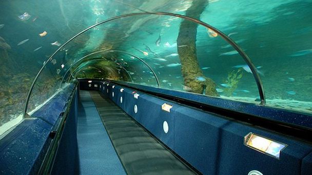 Подводный аквариум Кэлли Тарлтон в Окленде Подводный аквариум Кэлли Тарлтон в Окленде