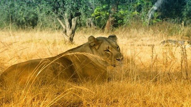 Парк дикой природы Lion Park в Йоханнесбурге