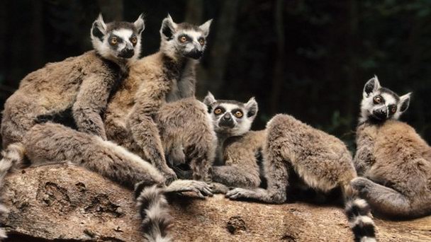 Заповедник в Беренти в Форт Дауфине Заповедник в Беренти в Форт Дауфине
