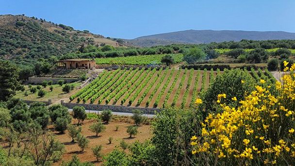 Винодельческий завод «Милиаракис» на Острове Крит