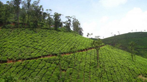 Чайные плантации в Керале