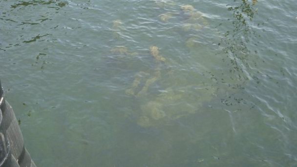 Подводная скульптурная группа Нептун и семеро сыновей в Копенгагене