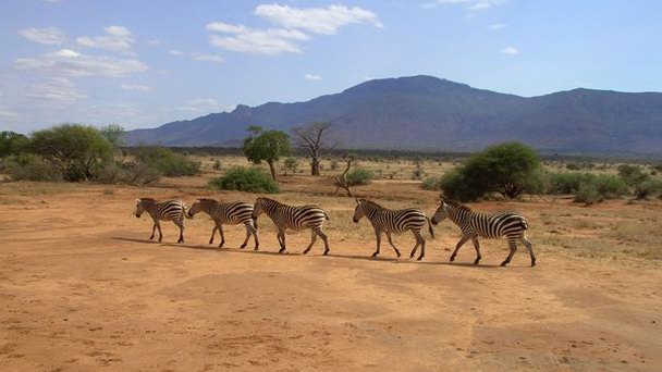 Национальный парк Цаво Восточный в Момбасе