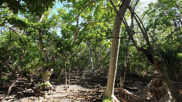 Остров Моту-Раурау на о-вах Лайне