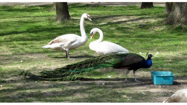 Зоопарк в Витебске