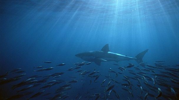 Нептуновые острова в Аделаиде Нептуновые острова в Аделаиде