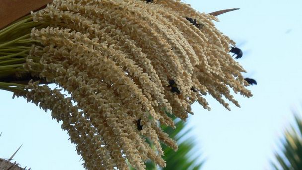 Marhaba Beach в Суссе