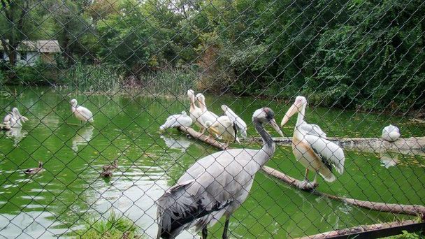 Алматинский зоопарк в Алматы