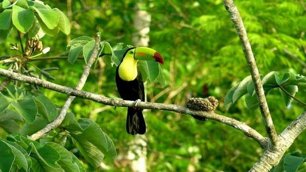 Заповедник Рио-Браво в Белизе Заповедник Рио-Браво в Белизе