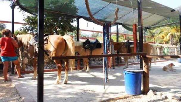 Баварские Конюшни Верховой езды на Кефалонии Баварские Конюшни Верховой езды на Кефалонии