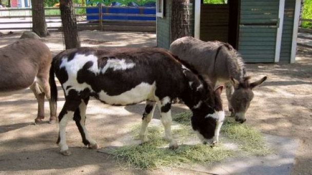 Детский зоопарк Сяркянниеми в Тампере