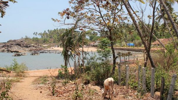 Пляж Коломб в Гоа