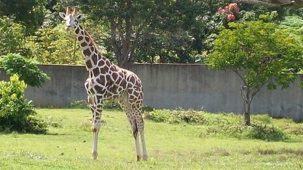 Кубинский национальный зоопарк в Гаване Кубинский национальный зоопарк в Гаване