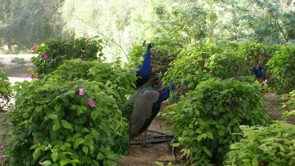 Резиденции правителя Дубая в Дубае Резиденции правителя Дубая в Дубае