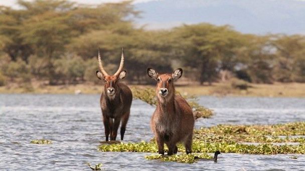 Национальный заповедник озера Найваша Национальный заповедник озера Найваша
