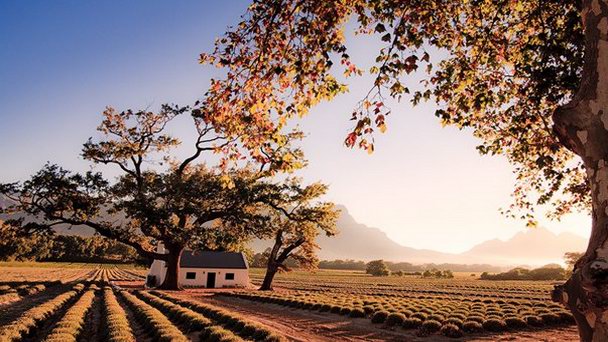 Винные фермы Franschhoek в Кейптауне