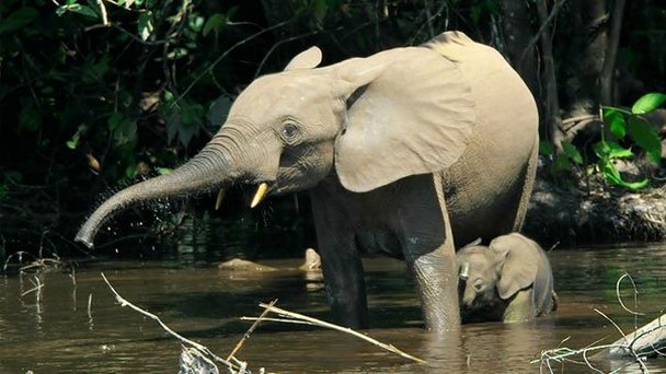 Национальный парк Дзанга-Ндоки в Банги Национальный парк Дзанга-Ндоки в Банги