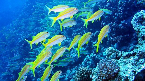 Риф Giftun в Хургаде