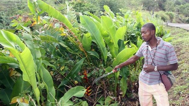 Дугэлдстон-Эстейт на Гренаде