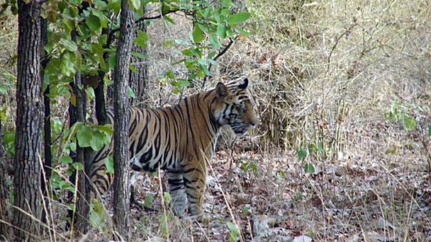 Национальный парк Бандхавгарх в Мадхья-Прадеше Национальный парк Бандхавгарх в Мадхья-Прадеше