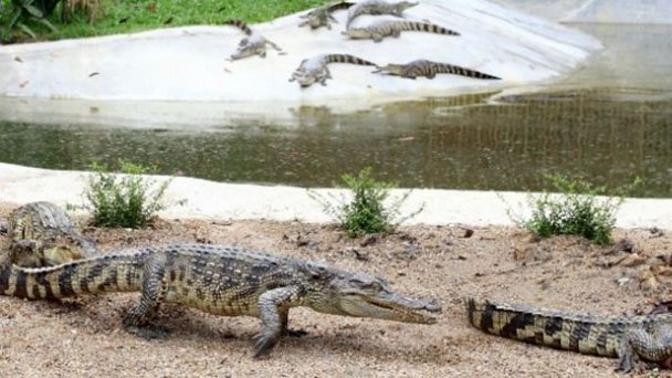 Парк рептилий «Дикая Азия» в Чианг Май в Чианг Маи Парк рептилий «Дикая Азия» в Чианг Май в Чианг Маи