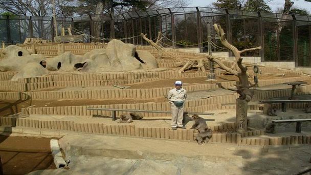 Парк обезьян на горе Такао в Токио