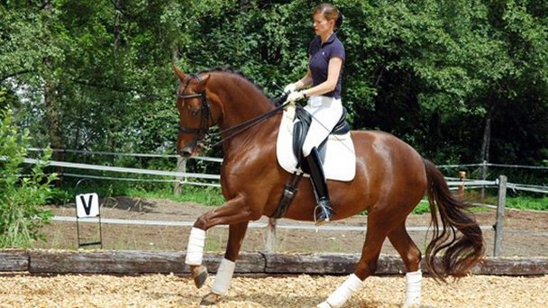 Школа верховой езды Штайнера в Зальцбурге
